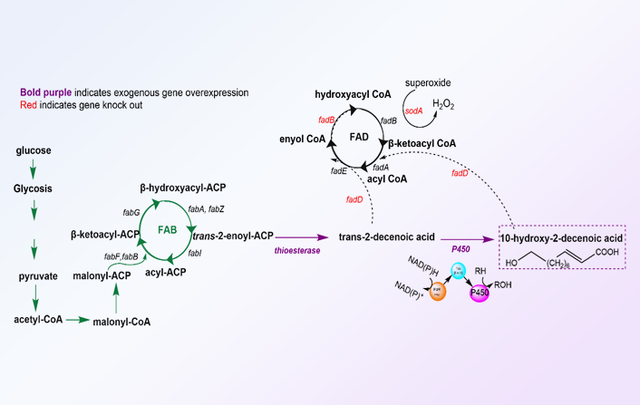 Metabolic Engineering | 蜂王浆的“灵魂”成分：首次实现以葡萄糖为主要碳源的10-HDA的高效生物合成