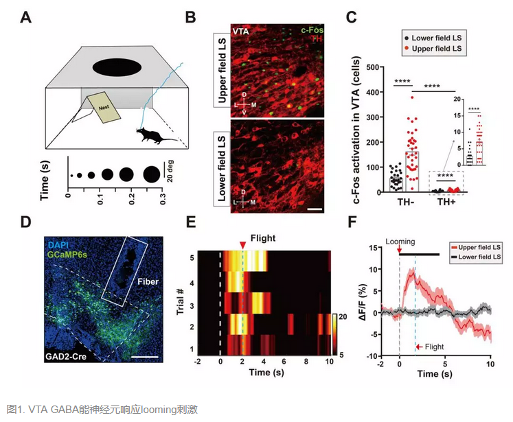 BioArt：Neuron | 王立平团队解析出本能防御行为的新环路
