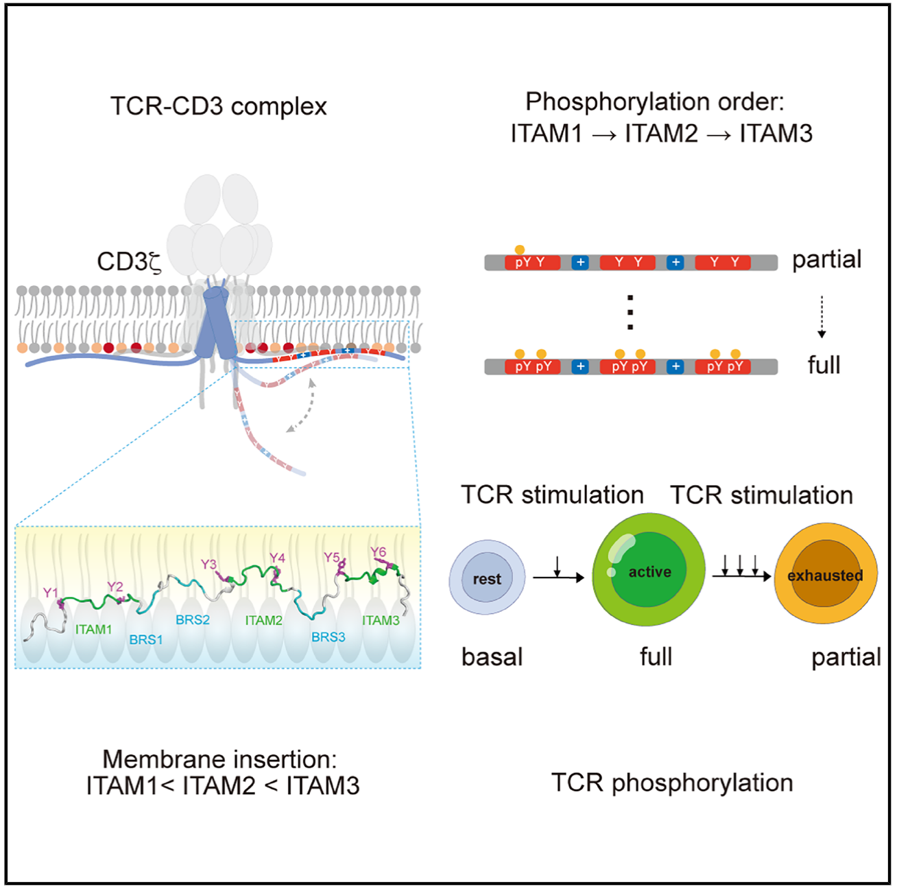 Mol Cell | 施小山/许琛琦/王皞鹏团队合作揭示T细胞抗原受体信号多样性的脂质静电调控机制