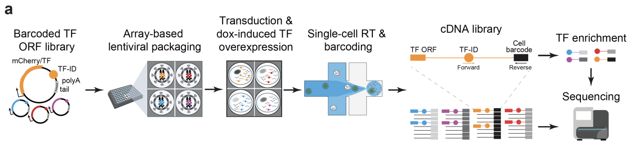 Nature Genetics | 开发剂量敏感的基因扰动组学技术
