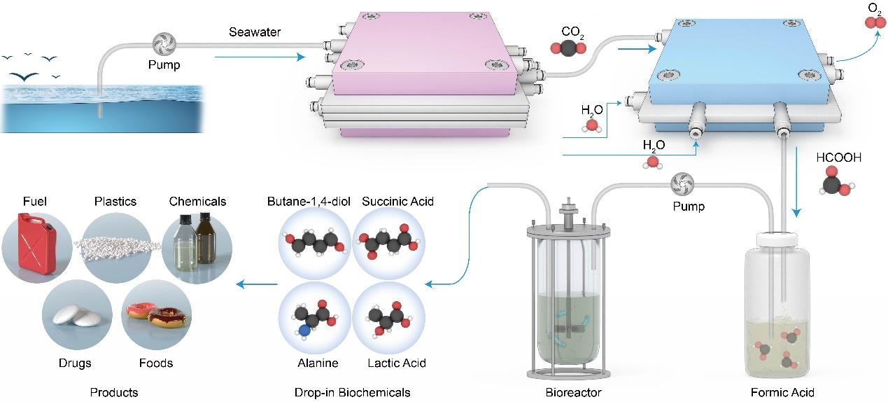 Nature Catalysis | 从海水“捕碳造物”——中国科研团队打通人工海洋碳循环新路径