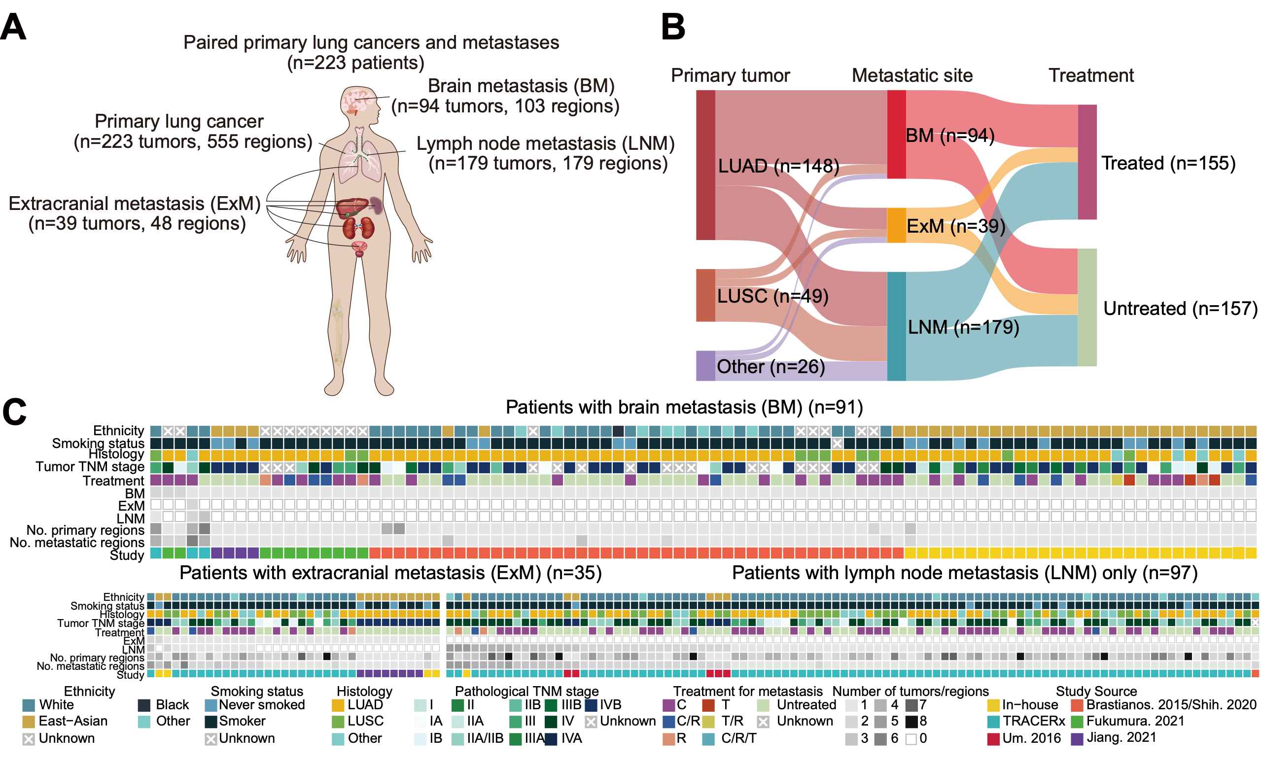 Cell Reports | 胡政/钟文昭/牟永告团队合作揭示肺癌脑转移的驱动基因和克隆演化规律