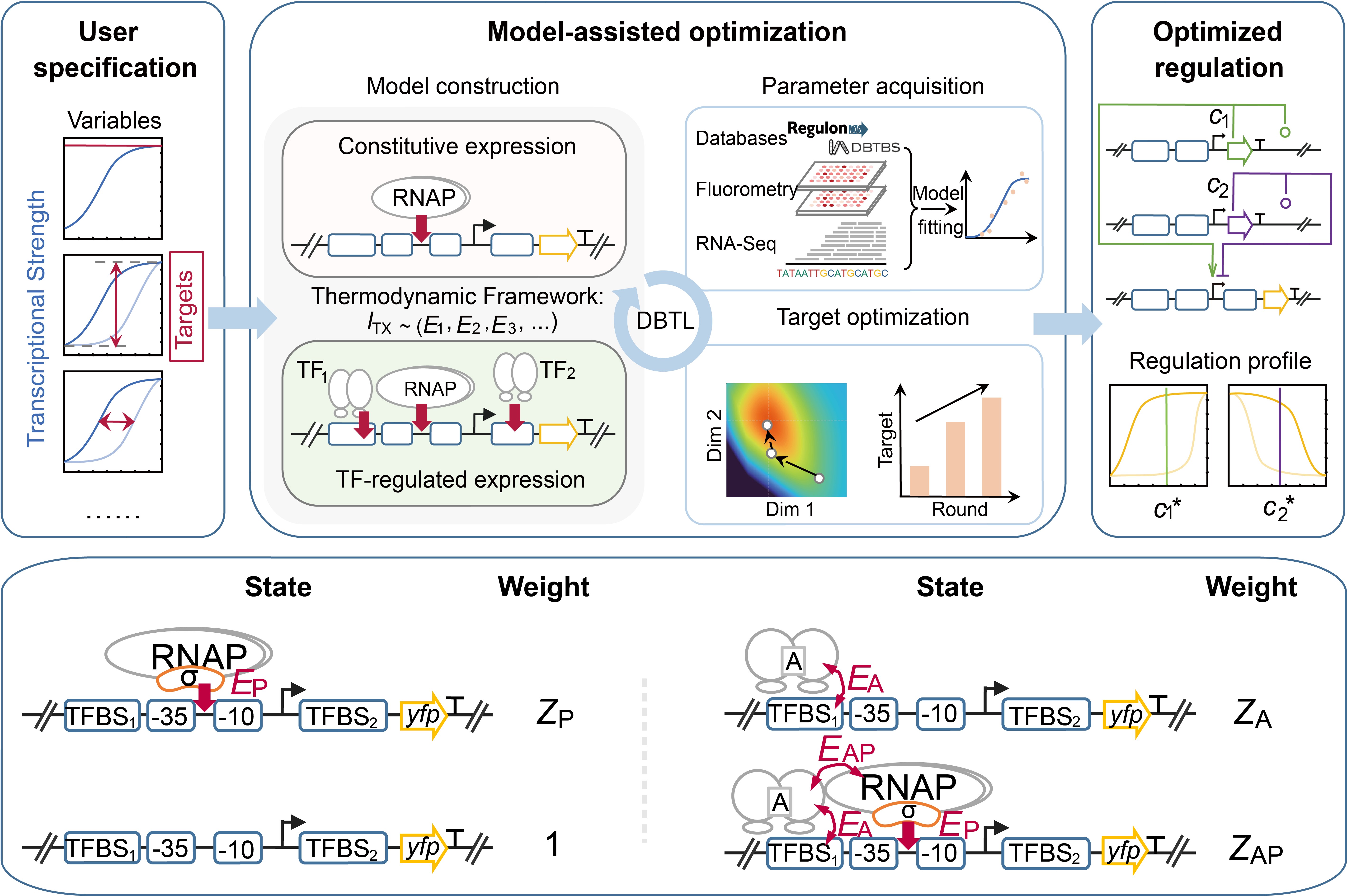 Nucleic Acids Research | 模型“领航”：陈业团队开发跨物种转录元件智能设计平台