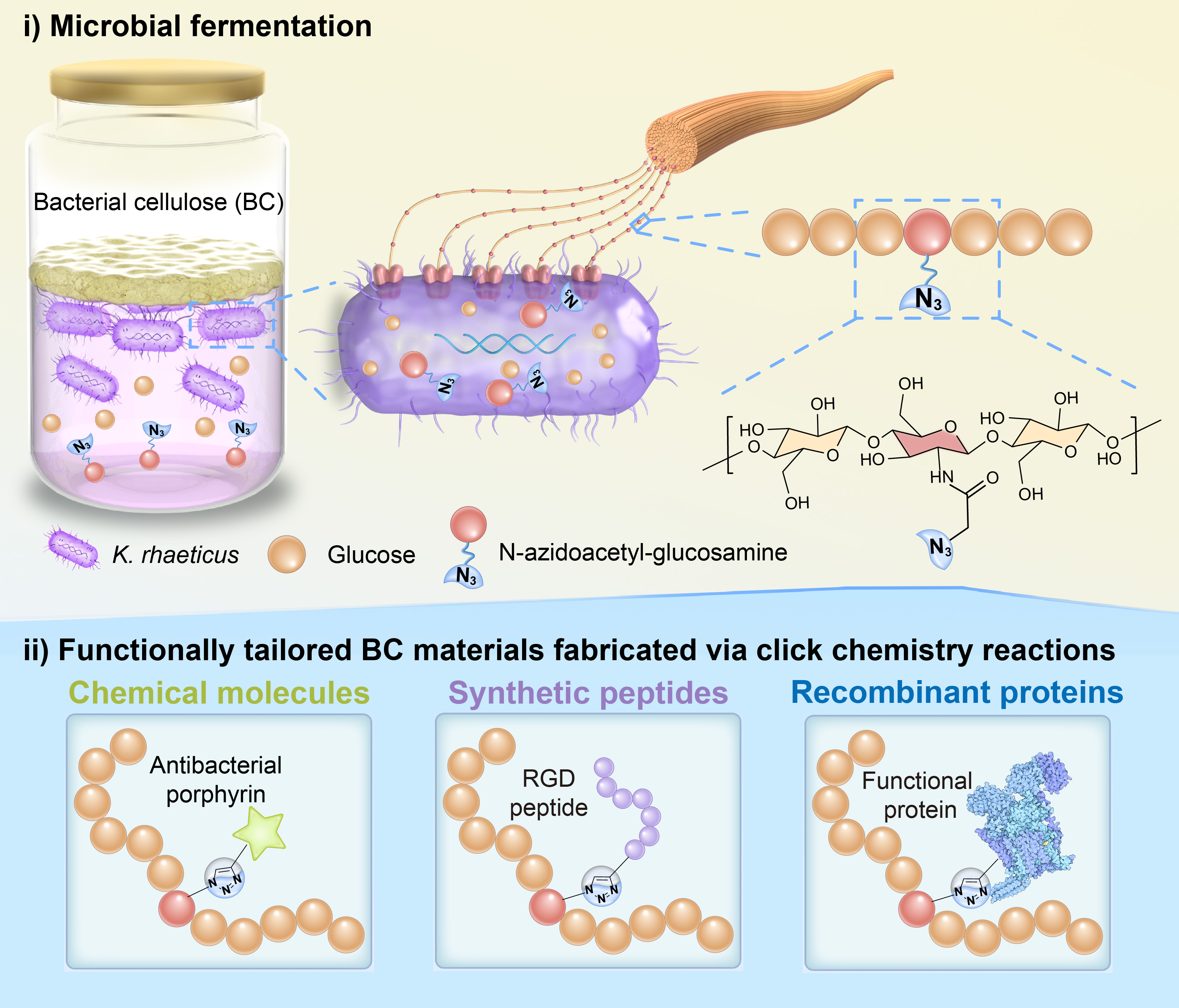 Nature Communications | 当点击化学遇见细菌纤维素：一种模块化的生物活性材料装配平台